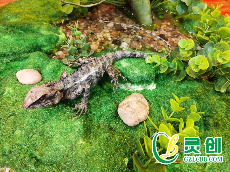 仿真棕背樹蜥標(biāo)本